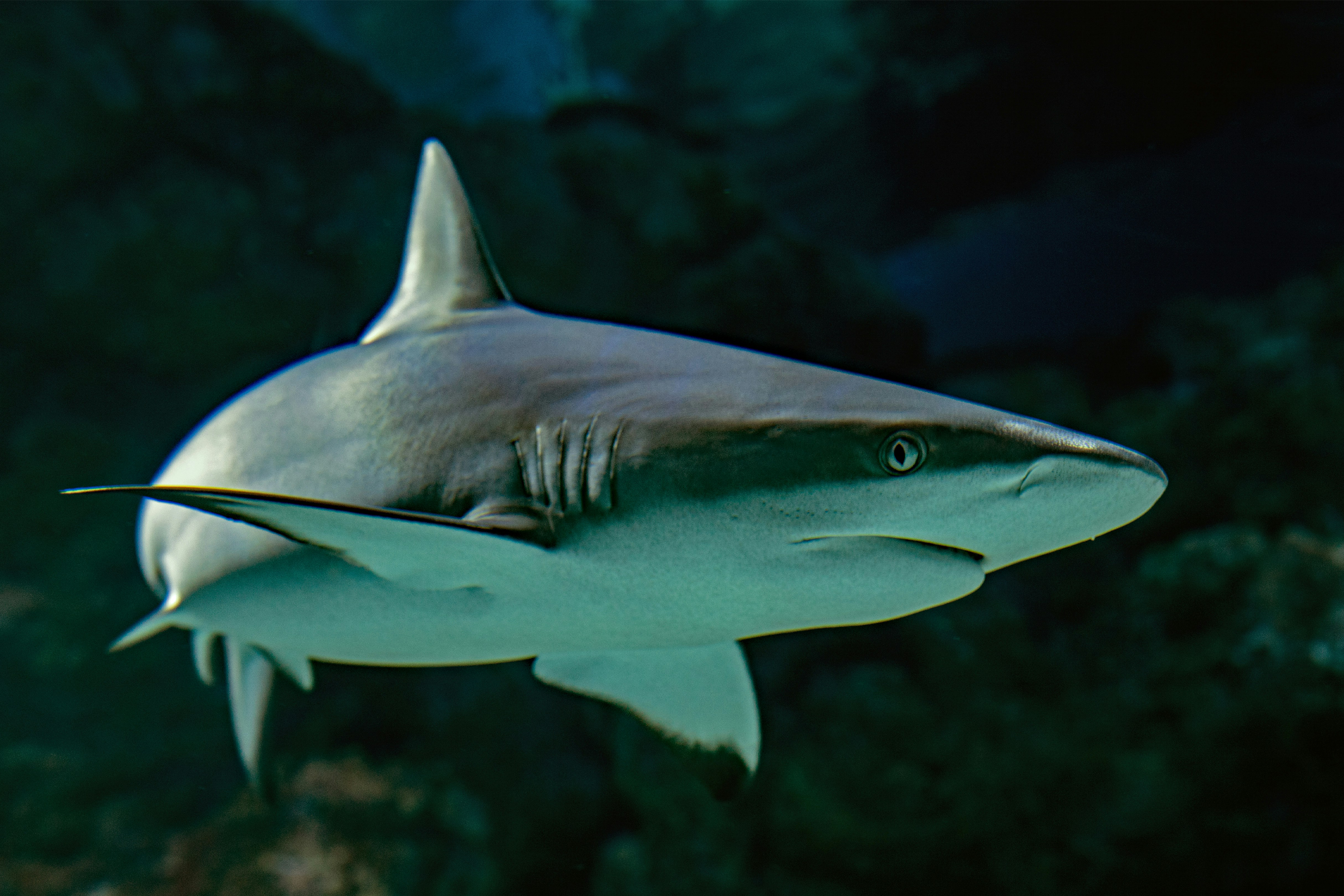 Bouftang & Shark Citizen : un partenariat local pour mieux comprendre les requins