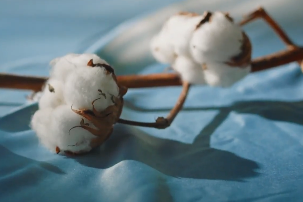 Pourquoi notre coton bio change tout pour la planète (et pour toi)